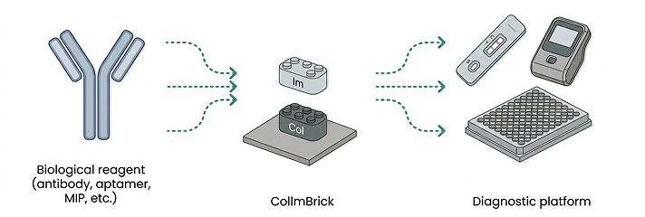 Diagram showing how biological reagents integrate with CollmBrick technology to create rapid diagnostic platforms for medical testing.